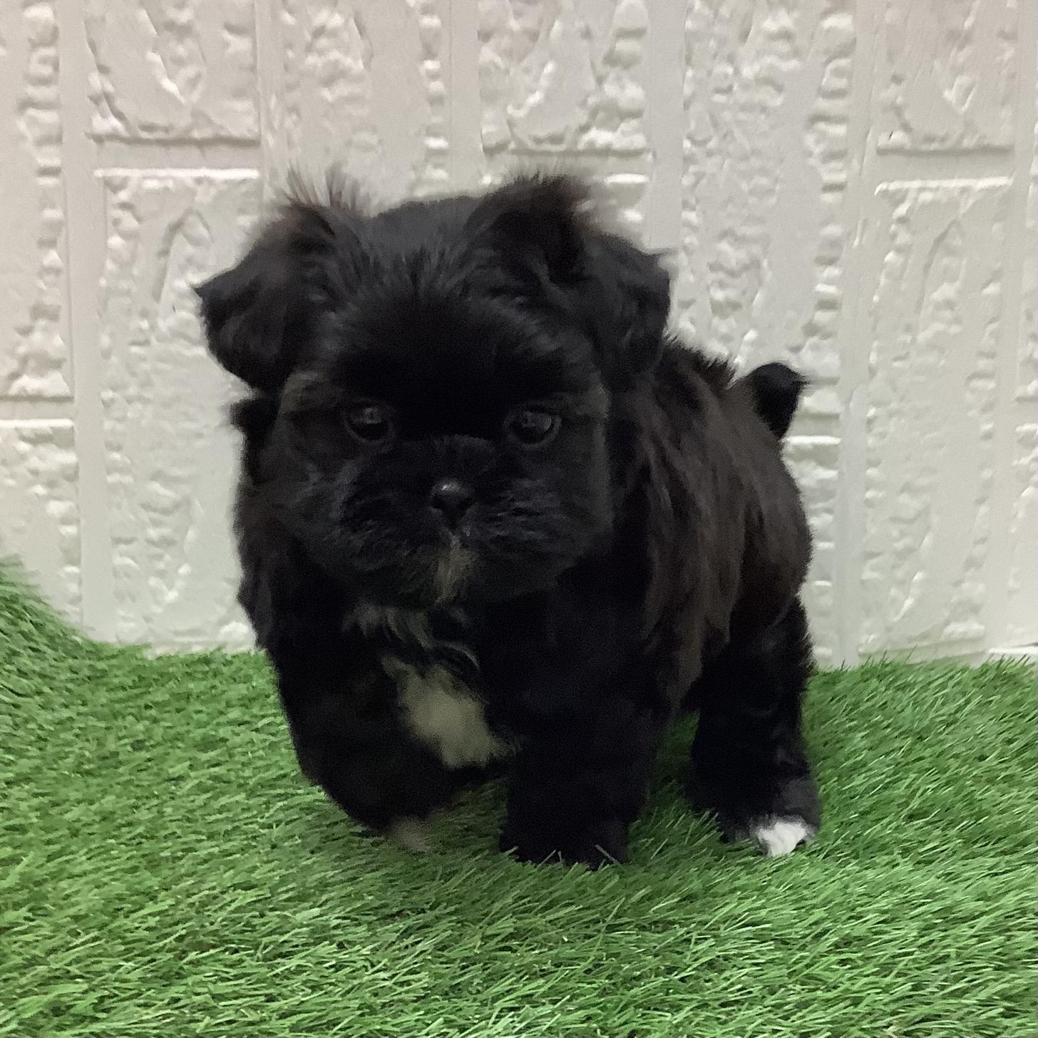 福岡県のプーズー/プーシーズ(プードル×シーズー) (ディスワン ドッグズホーム大野城店/2025年12月4日生まれ/女の子/ブリンドル)の子犬