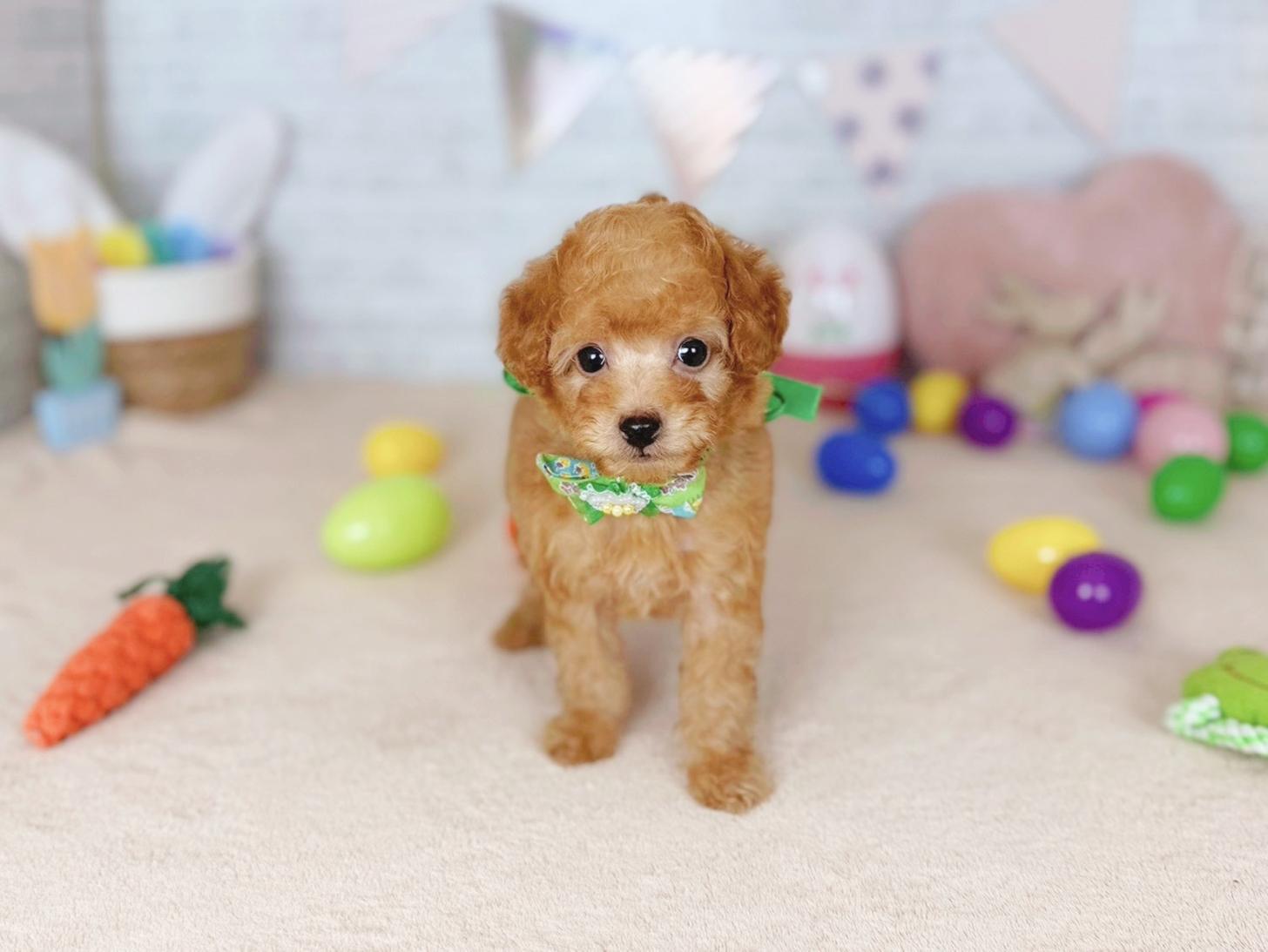 北海道のトイプードル(トイ) (ペットショップだんぼ/2026年3月14日生まれ/男の子/レッド)の子犬の1枚目の画像