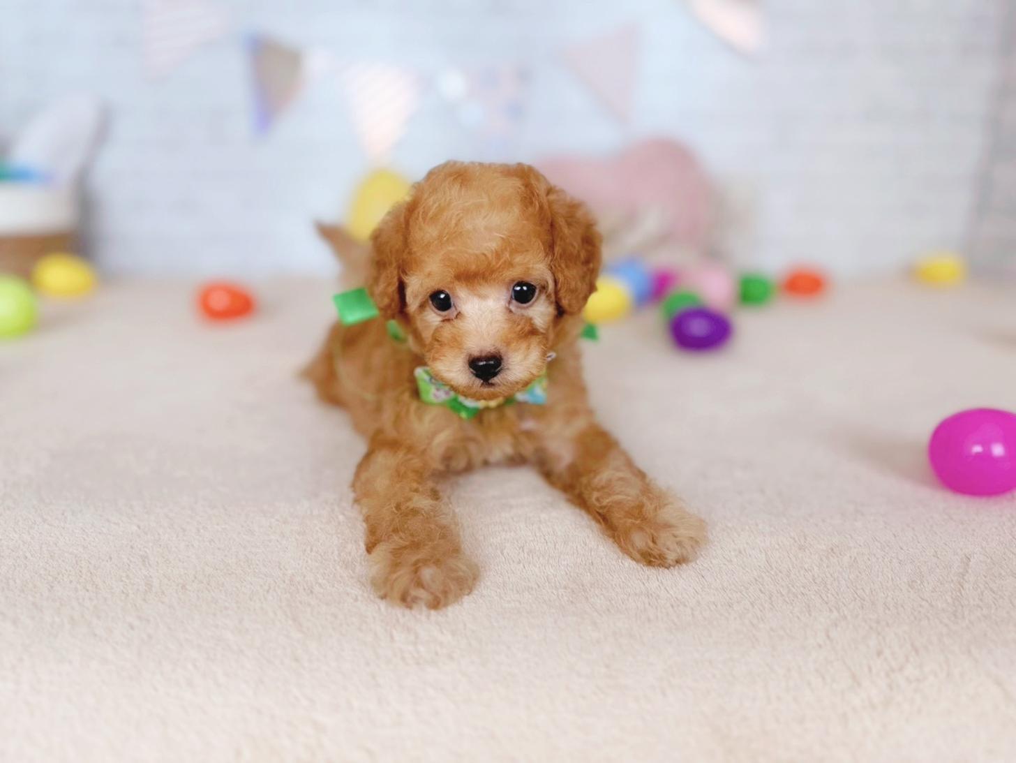 北海道のトイプードル(トイ) (ペットショップだんぼ/2026年3月14日生まれ/男の子/レッド)の子犬の3枚目の画像