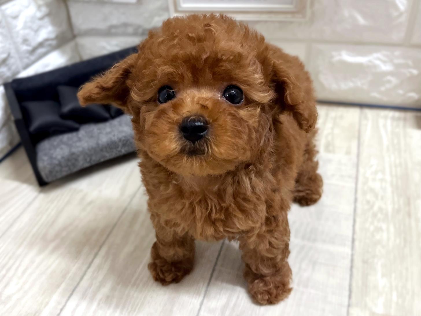 大阪府のトイプードル(トイ) (DOGMAN平野瓜破店/2026年3月30日生まれ/男の子/レッドフォーン)の子犬の3枚目の画像