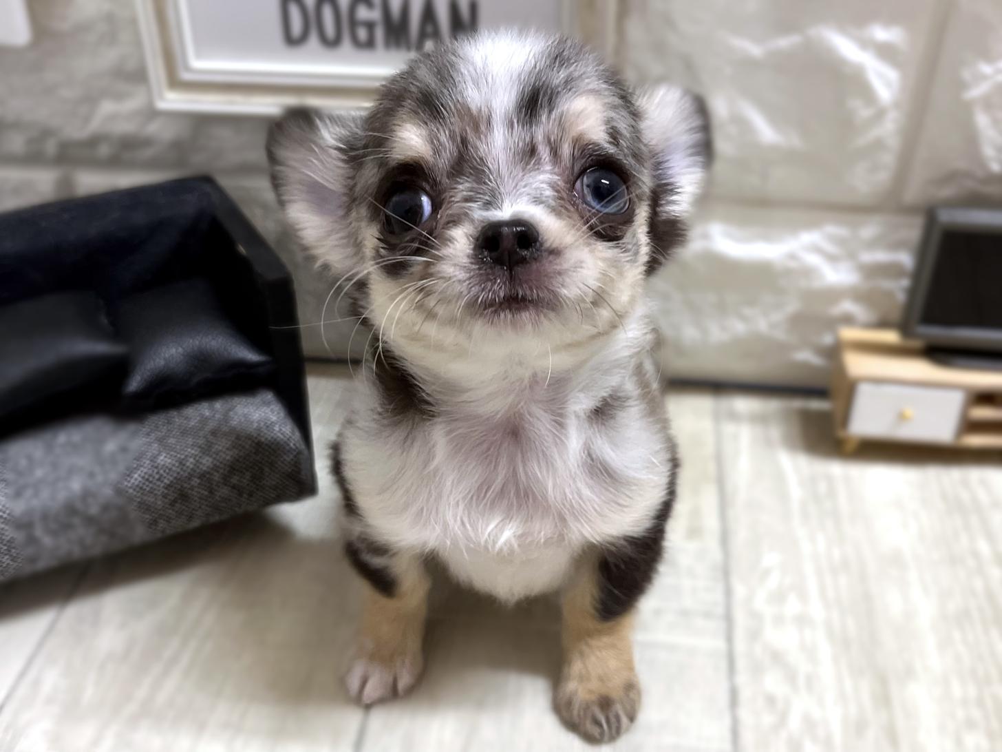 大阪府のチワワ(ロング) (DOGMAN平野瓜破店/2025年12月12日生まれ/女の子/ブルーマール)の子犬の1枚目の画像