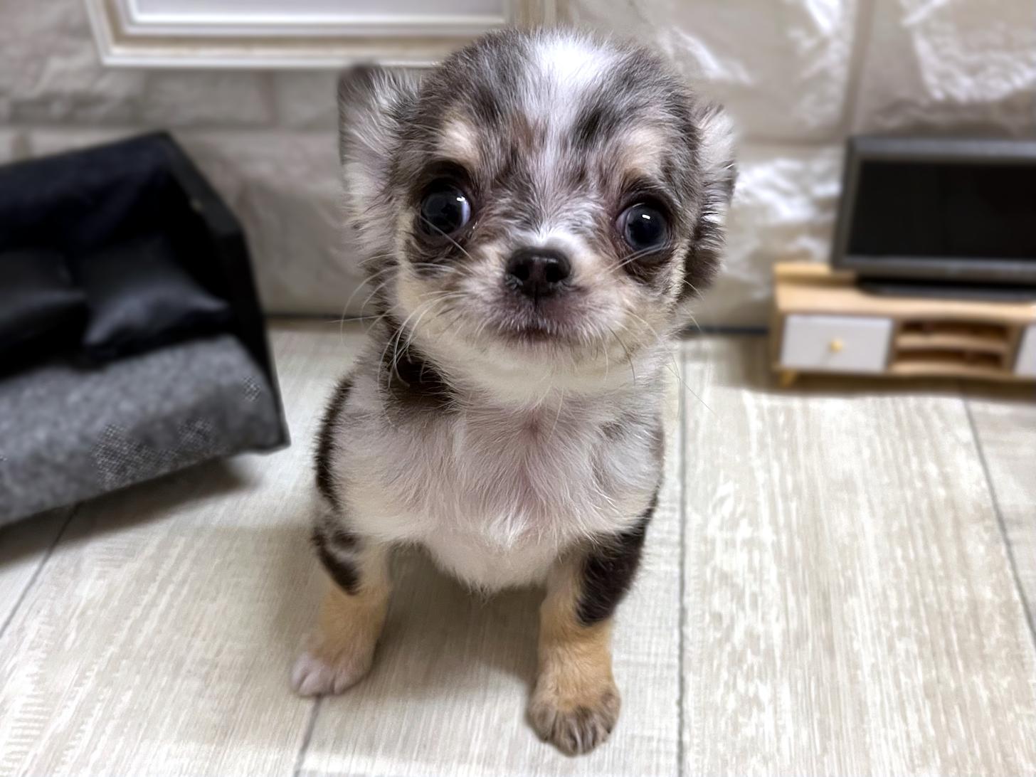 大阪府のチワワ(ロング) (DOGMAN平野瓜破店/2025年12月12日生まれ/女の子/ブルーマール)の子犬の2枚目の画像