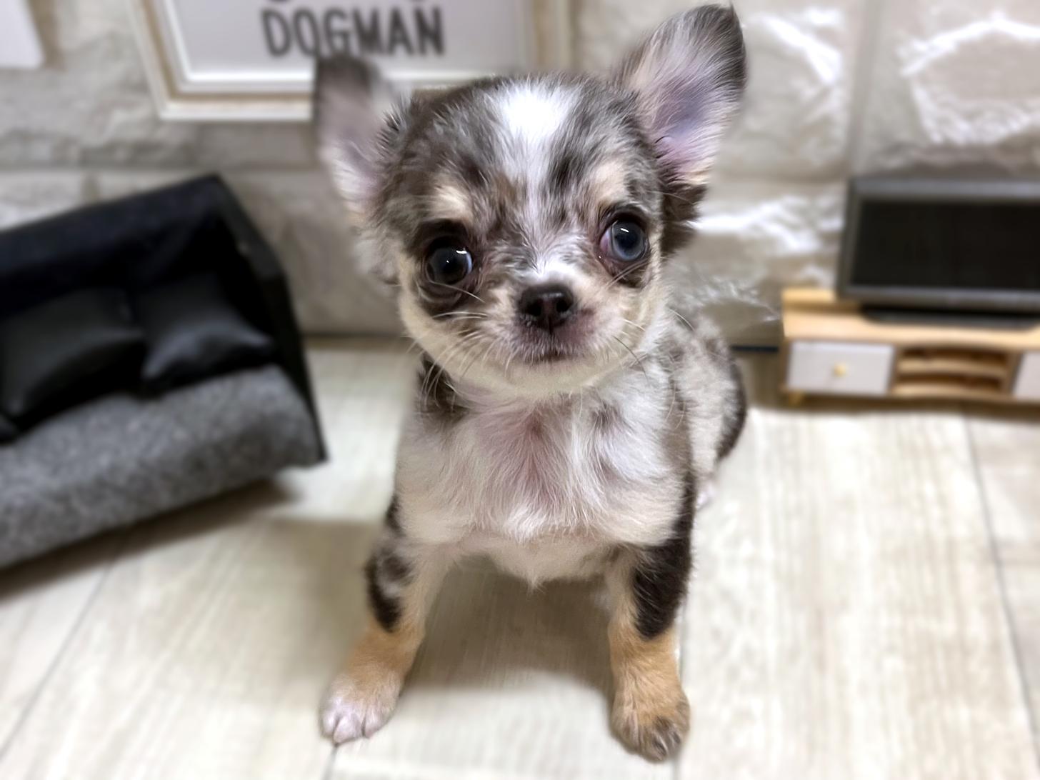 大阪府のチワワ(ロング) (DOGMAN平野瓜破店/2025年12月12日生まれ/女の子/ブルーマール)の子犬の3枚目の画像