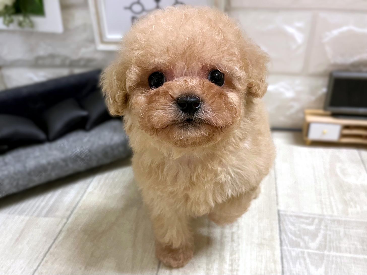 和歌山県のトイプードル(タイニー) (DOGMAN和歌山店/2026年1月19日生まれ/女の子/オレンジフォーン)の子犬の1枚目の画像