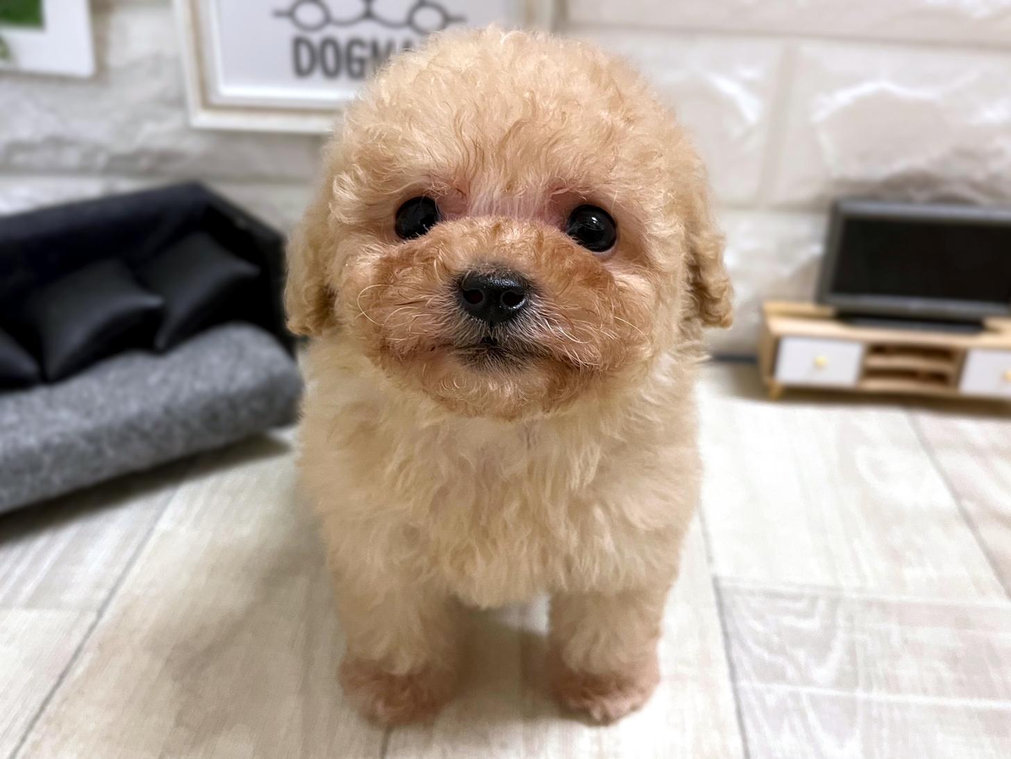 和歌山県のトイプードル(タイニー) (DOGMAN和歌山店/2026年1月19日生まれ/女の子/オレンジフォーン)の子犬の2枚目の画像