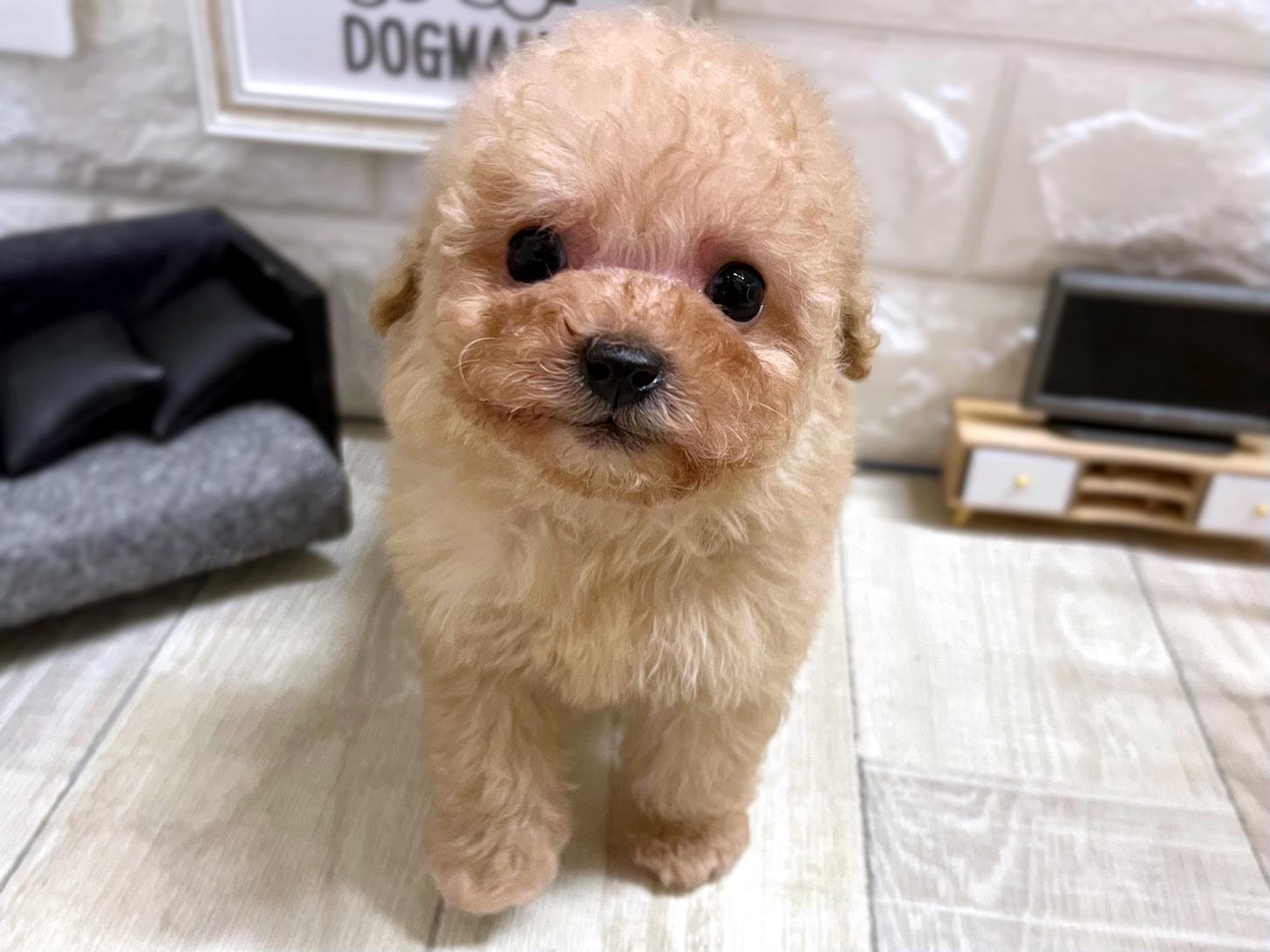 和歌山県のトイプードル(タイニー) (DOGMAN和歌山店/2026年1月19日生まれ/女の子/オレンジフォーン)の子犬の3枚目の画像