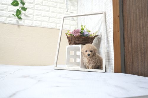 滋賀県のトイプードル(タイニー) (いっぷく湖南店/2025年11月10日生まれ/女の子/ペールフォーン)の子犬の1枚目の画像