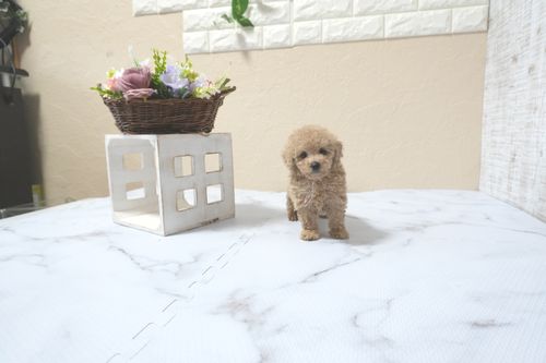 滋賀県のトイプードル(タイニー) (いっぷく湖南店/2025年11月10日生まれ/女の子/ペールフォーン)の子犬の2枚目の画像