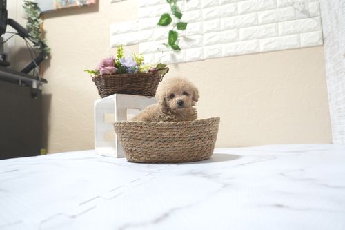 滋賀県のトイプードル(タイニー) (いっぷく湖南店/2025年11月10日生まれ/女の子/ペールフォーン)の子犬の3枚目の画像