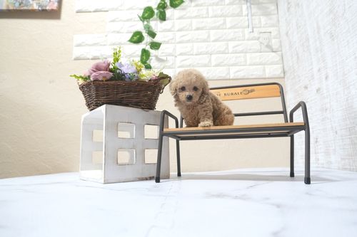 滋賀県のトイプードル(タイニー) (いっぷく湖南店/2025年11月10日生まれ/女の子/ペールフォーン)の子犬の4枚目の画像