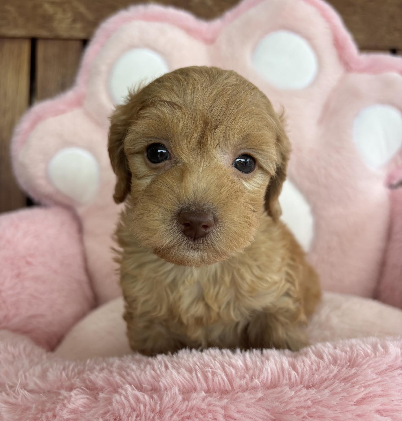 佐賀県のチワプー/プーチー(チワワ×プードル) (スタードッグス新鳥栖店/2026年1月28日生まれ/女の子/アプリコット)の子犬の1枚目の画像