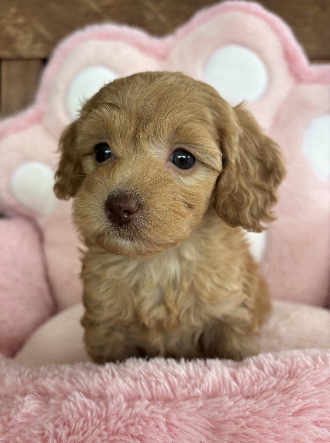 佐賀県のチワプー/プーチー(チワワ×プードル) (スタードッグス新鳥栖店/2026年1月28日生まれ/女の子/アプリコット)の子犬の2枚目の画像