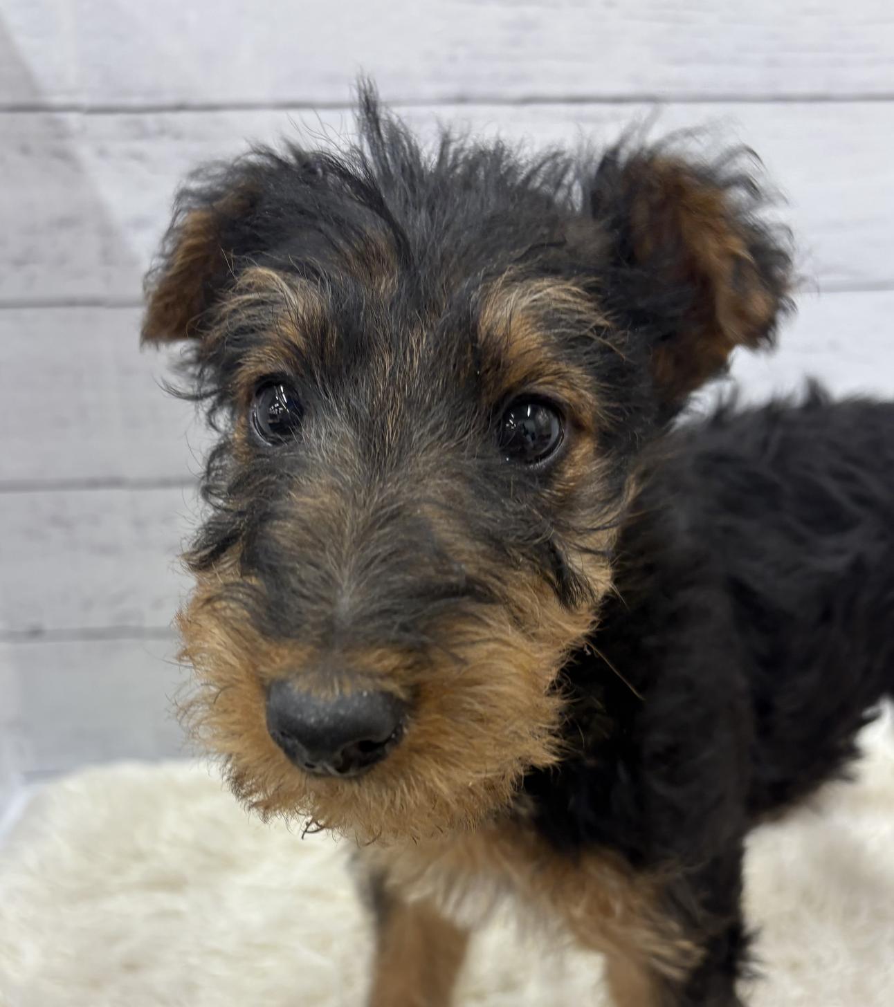 千葉県のエアデールテリア (ペッツワン佐倉店/2026年1月19日生まれ/男の子/ブラックタン)の子犬の1枚目の画像