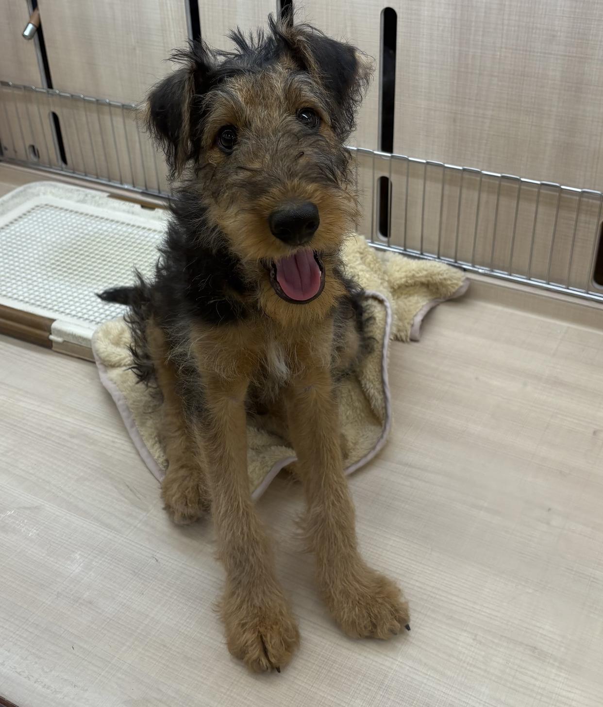 千葉県のエアデールテリア (ペッツワン佐倉店/2026年1月19日生まれ/男の子/ブラックタン)の子犬の1枚目の画像