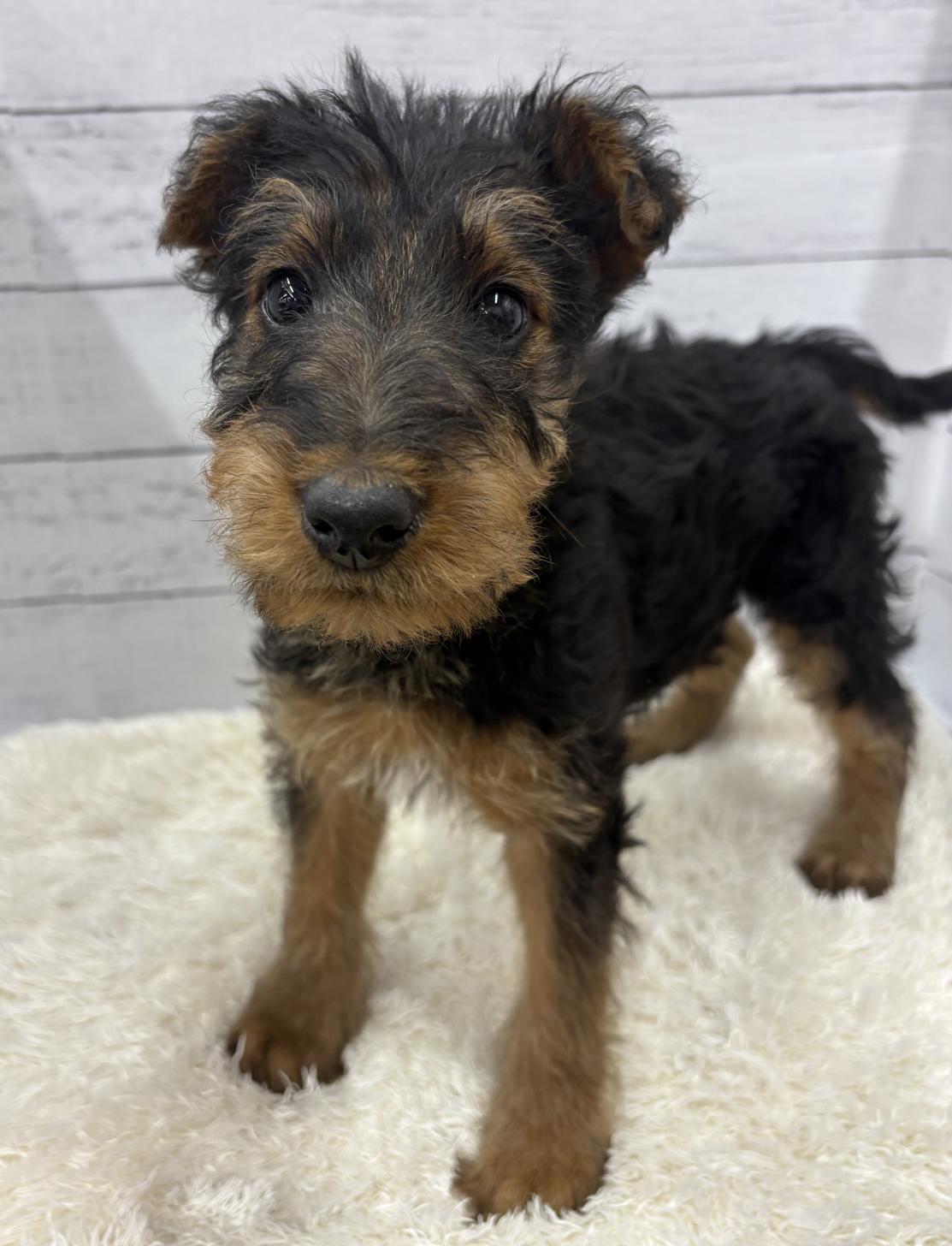 千葉県のエアデールテリア (ペッツワン佐倉店/2026年1月19日生まれ/男の子/ブラックタン)の子犬の2枚目の画像