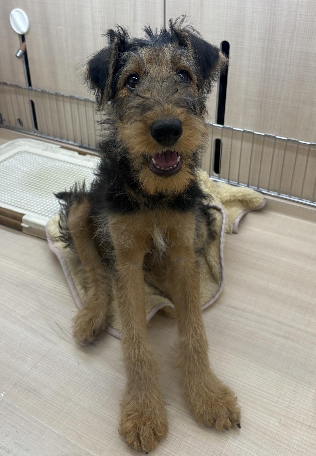 千葉県のエアデールテリア (ペッツワン佐倉店/2026年1月19日生まれ/男の子/ブラックタン)の子犬の2枚目の画像