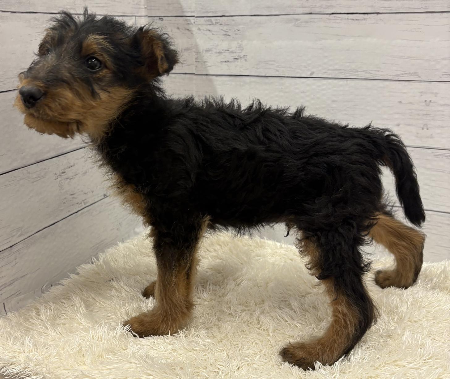 千葉県のエアデールテリア (ペッツワン佐倉店/2026年1月19日生まれ/男の子/ブラックタン)の子犬の3枚目の画像