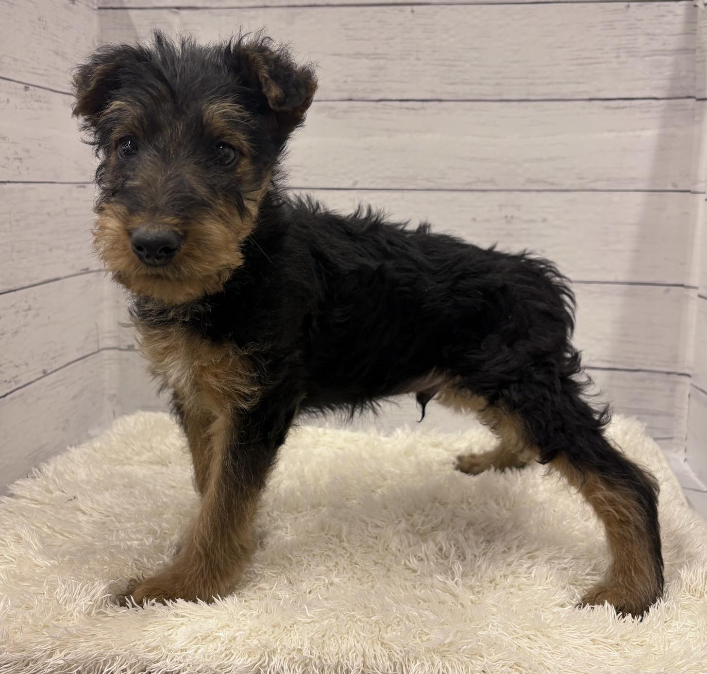 千葉県のエアデールテリア (ペッツワン佐倉店/2026年1月19日生まれ/男の子/ブラックタン)の子犬の4枚目の画像