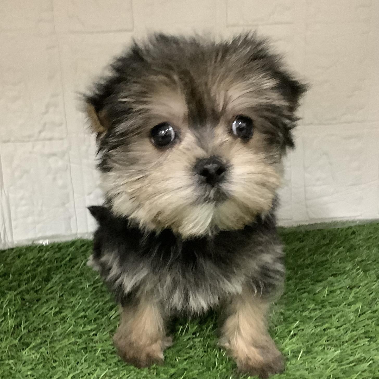 福岡県のマルキー/マルヨーキー(マルチーズ×ヨークシャーテリア) (ドッグズホーム旗崎店/2025年12月6日生まれ/女の子/スチールブルータン)の子犬