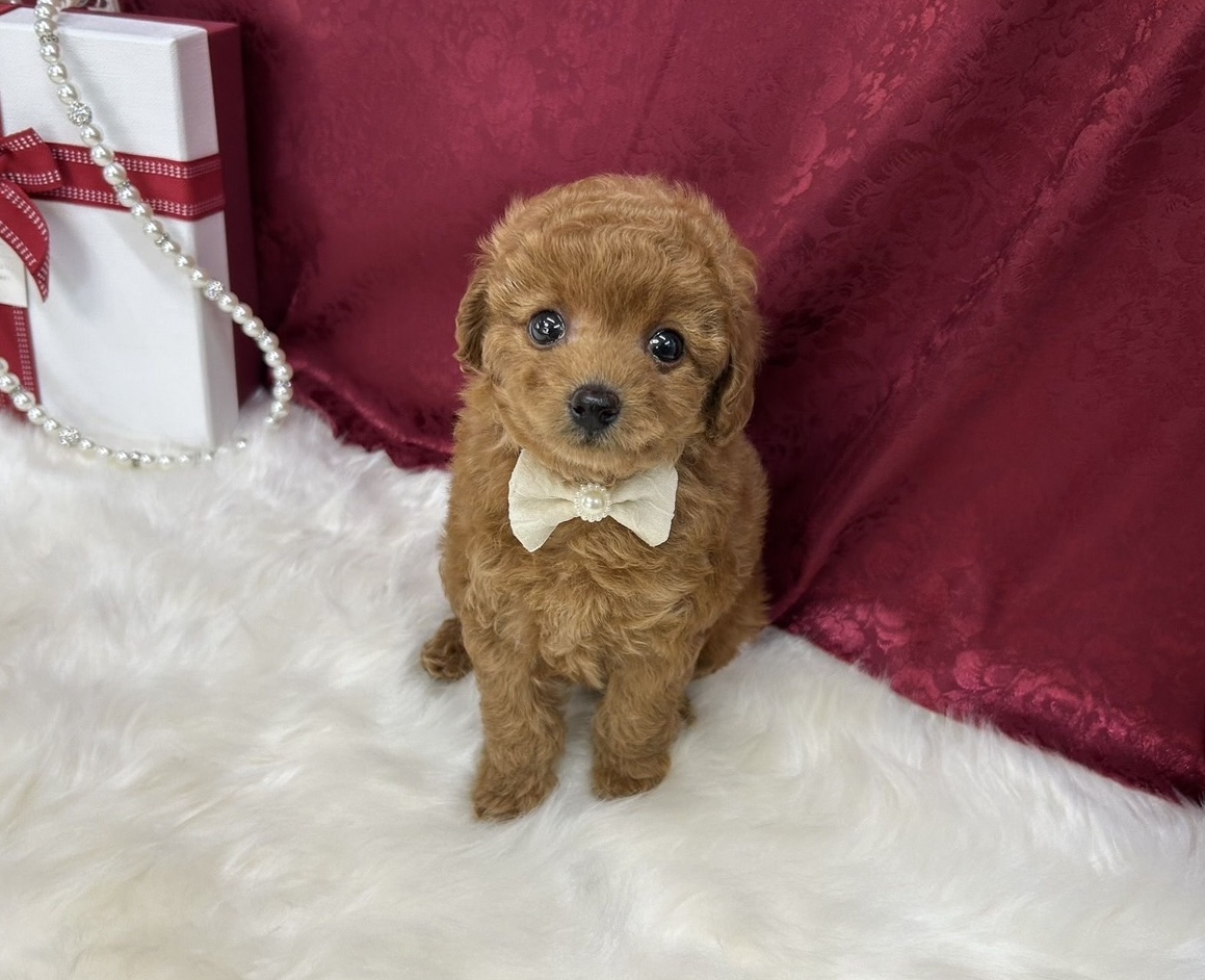 福岡県のトイプードル(タイニー) (ぱぴぷぺっと福岡店/2025年8月27日生まれ/女の子/レッド)の子犬の1枚目の画像