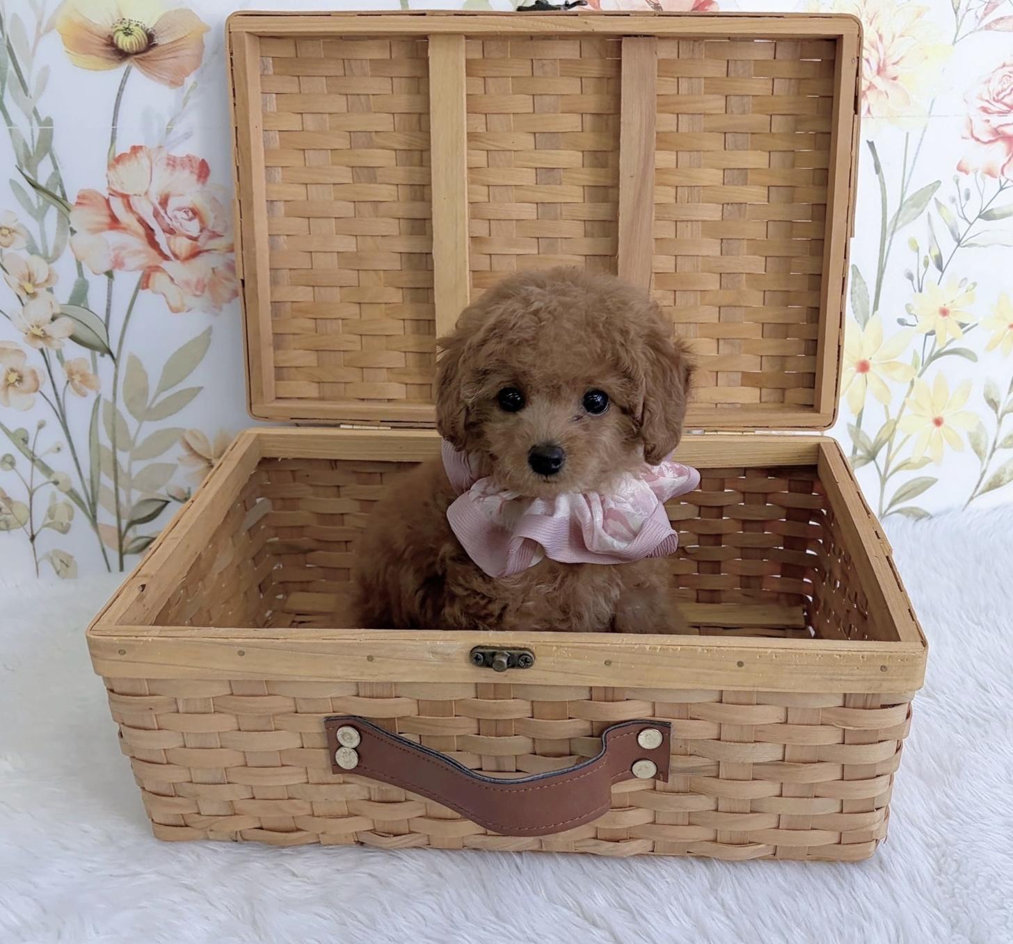 福岡県のトイプードル(タイニー) (ぱぴぷぺっと福岡店/2025年8月27日生まれ/女の子/レッド)の子犬