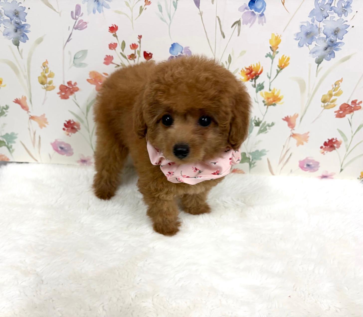 福岡県のトイプードル(タイニー) (ぱぴぷぺっと福岡店/2025年8月27日生まれ/女の子/レッド)の子犬の1枚目の画像