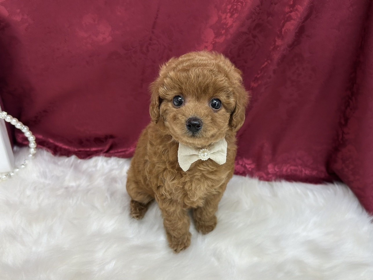 福岡県のトイプードル(タイニー) (ぱぴぷぺっと福岡店/2025年8月27日生まれ/女の子/レッド)の子犬の2枚目の画像