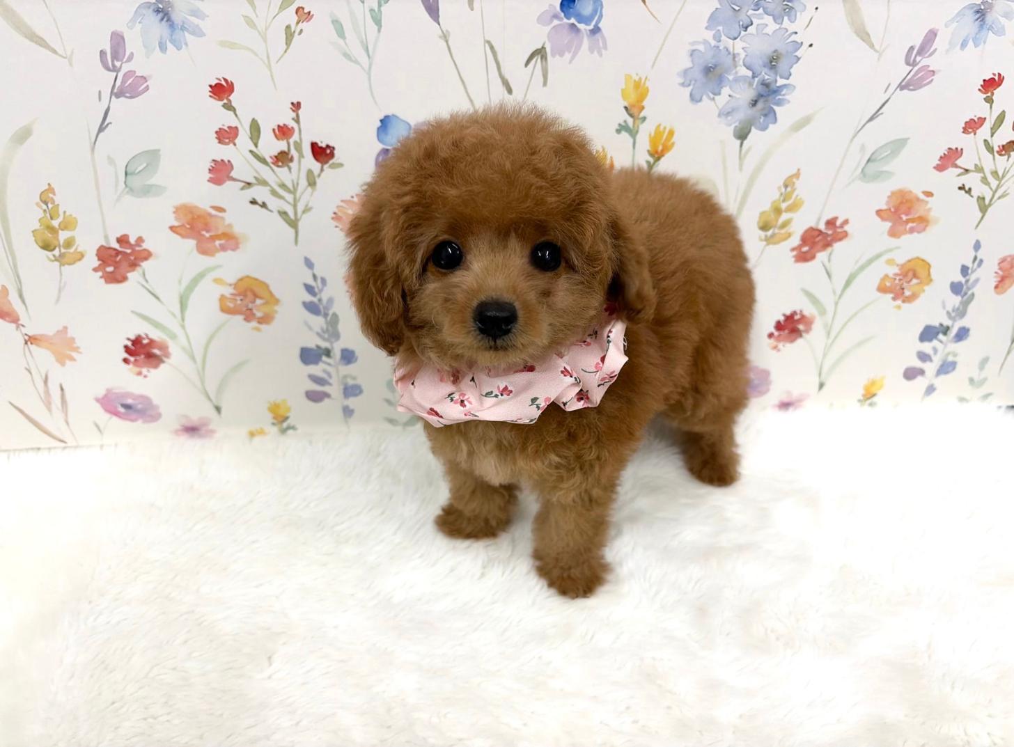 福岡県のトイプードル(タイニー) (ぱぴぷぺっと福岡店/2025年8月27日生まれ/女の子/レッド)の子犬の2枚目の画像