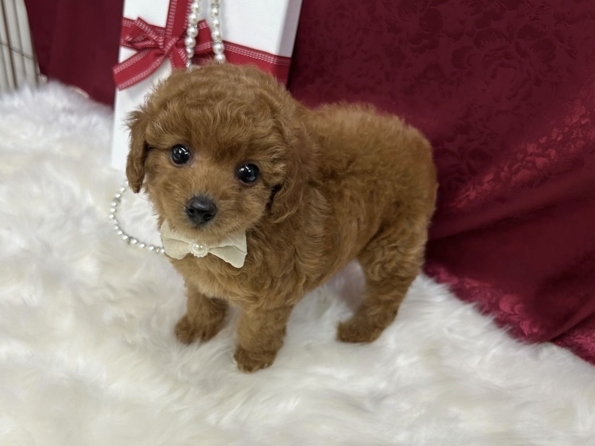 福岡県のトイプードル(タイニー) (ぱぴぷぺっと福岡店/2025年8月27日生まれ/女の子/レッド)の子犬の3枚目の画像