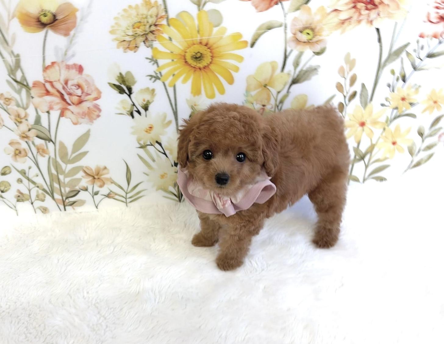 福岡県のトイプードル(タイニー) (ぱぴぷぺっと福岡店/2025年8月27日生まれ/女の子/レッド)の子犬の3枚目の画像