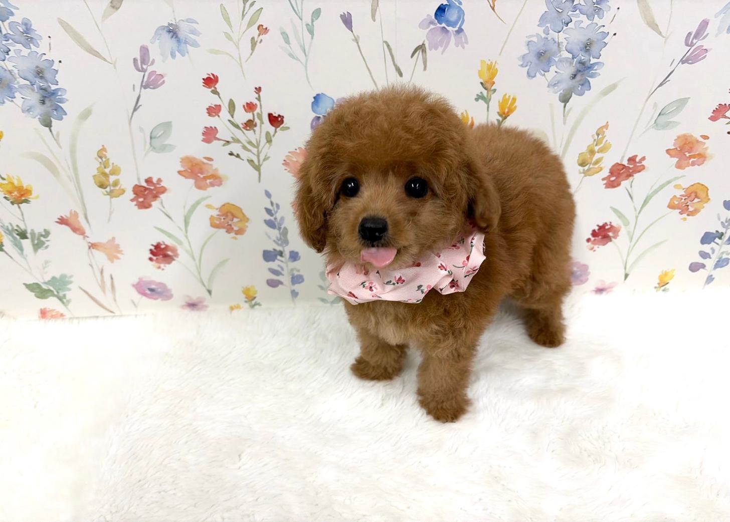 福岡県のトイプードル(タイニー) (ぱぴぷぺっと福岡店/2025年8月27日生まれ/女の子/レッド)の子犬の3枚目の画像