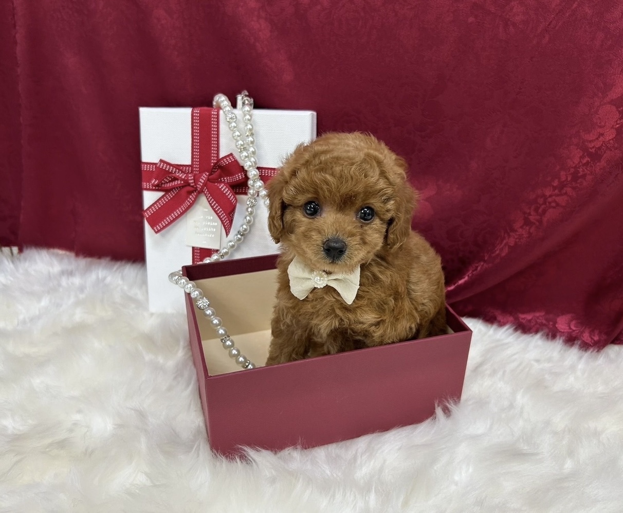 福岡県のトイプードル(タイニー) (ぱぴぷぺっと福岡店/2025年8月27日生まれ/女の子/レッド)の子犬の4枚目の画像