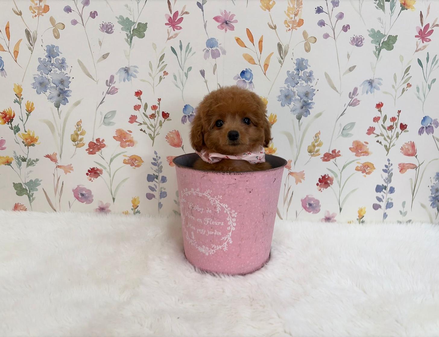 福岡県のトイプードル(タイニー) (ぱぴぷぺっと福岡店/2025年8月27日生まれ/女の子/レッド)の子犬の4枚目の画像