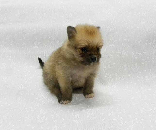 群馬県のポメラニアン (ペットハウステレサ/2025年12月20日生まれ/女の子/オレンジセーブル)の子犬