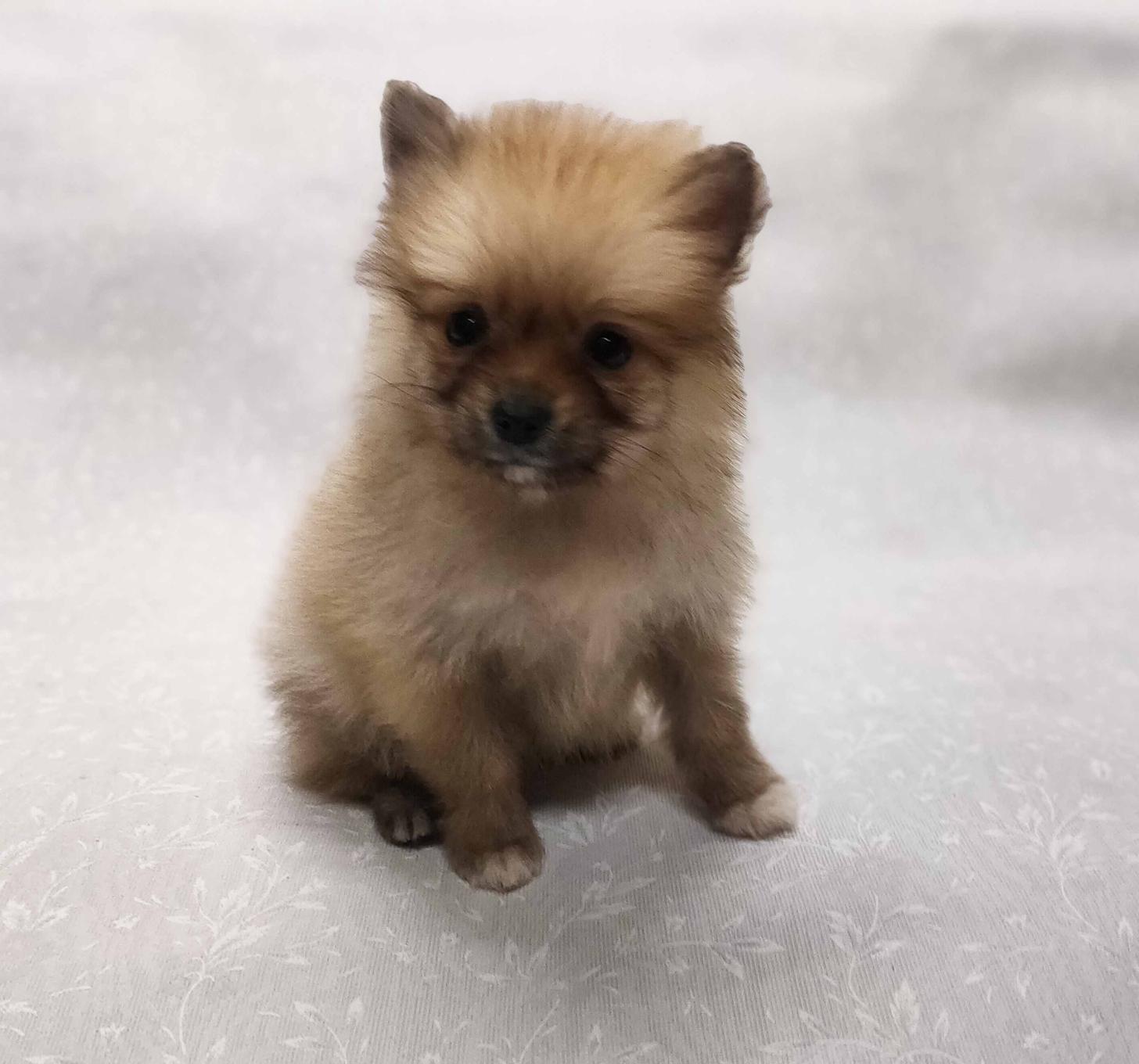 群馬県のポメラニアン (ペットハウステレサ/2025年12月20日生まれ/女の子/オレンジセーブル)の子犬