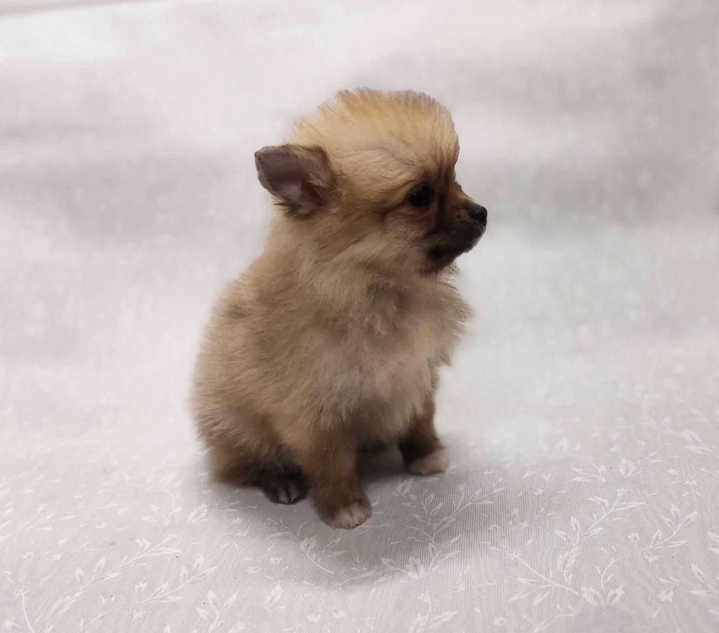 群馬県のポメラニアン (ペットハウステレサ/2025年12月20日生まれ/女の子/オレンジセーブル)の子犬の2枚目の画像