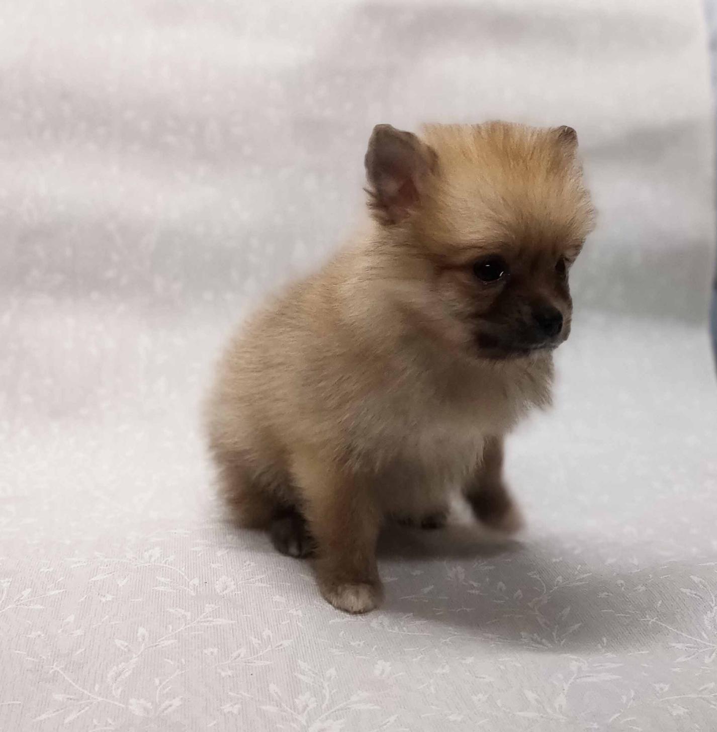 群馬県のポメラニアン (ペットハウステレサ/2025年12月20日生まれ/女の子/オレンジセーブル)の子犬の3枚目の画像