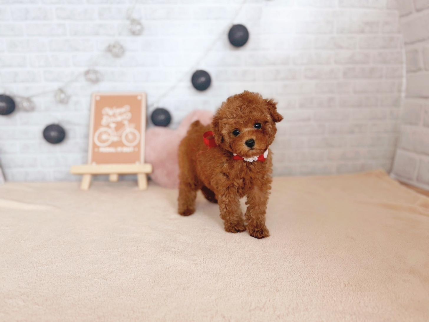 北海道のトイプードル(トイ) (ペットショップだんぼ/2025年10月2日生まれ/女の子/レッド)の子犬の1枚目の画像