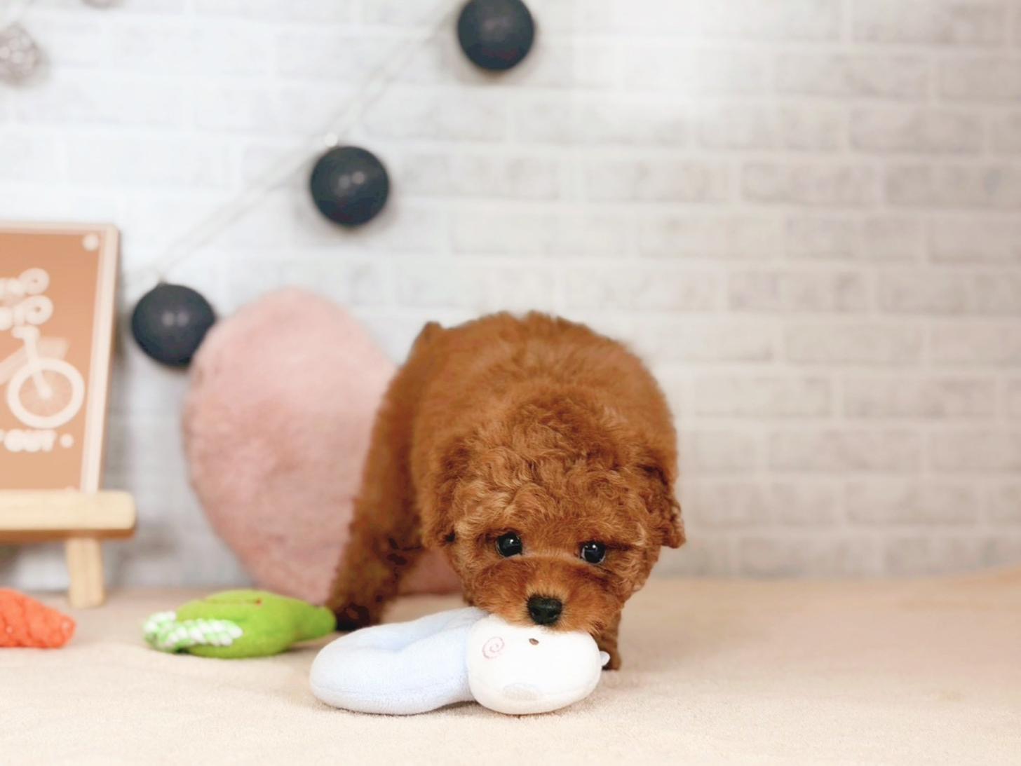 北海道のトイプードル(トイ) (ペットショップだんぼ/2025年10月2日生まれ/女の子/レッド)の子犬の2枚目の画像