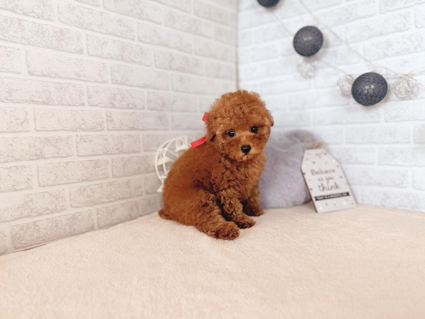 北海道のトイプードル(トイ) (ペットショップだんぼ/2025年10月2日生まれ/女の子/レッド)の子犬の3枚目の画像