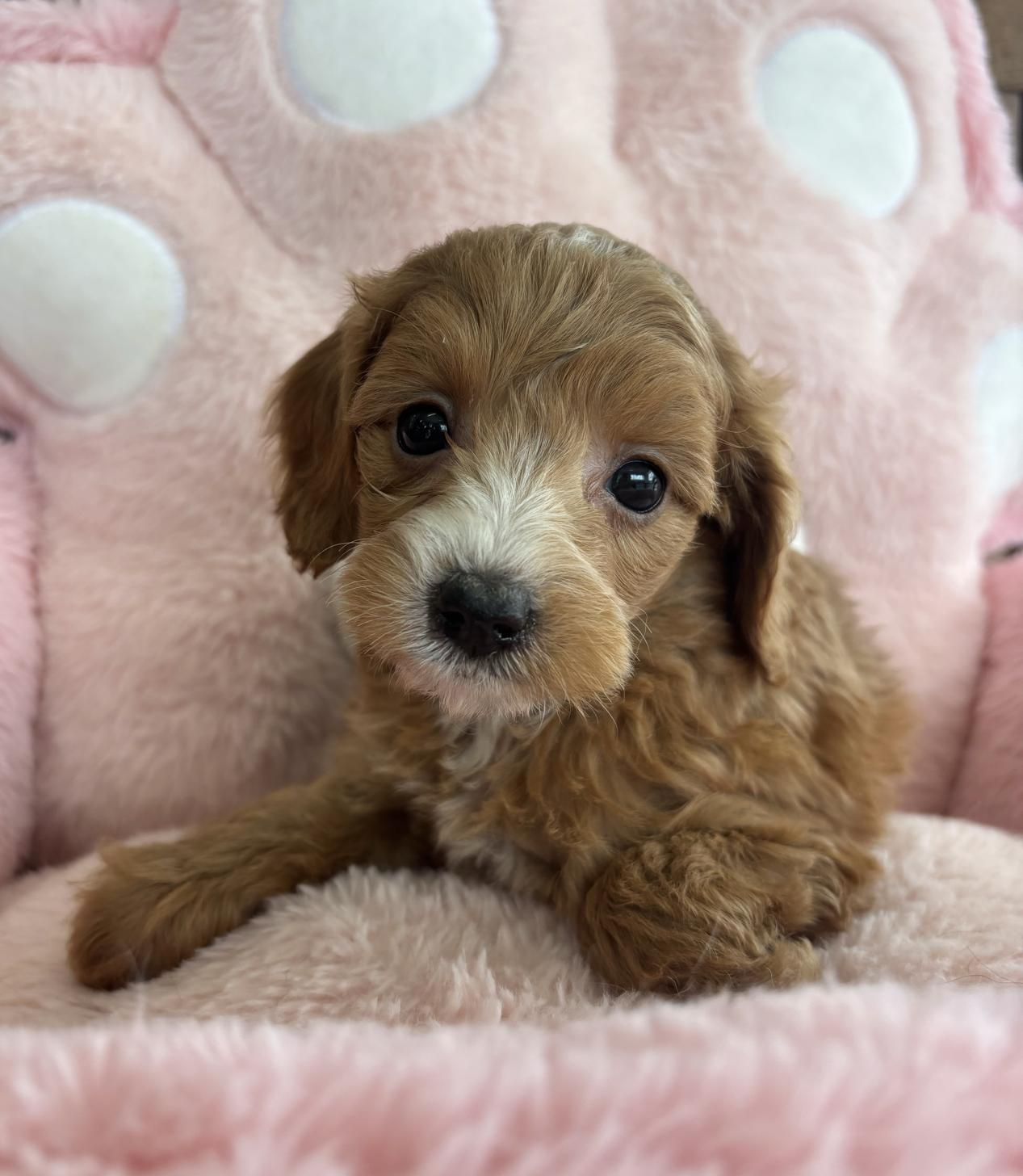 佐賀県のチワプー/プーチー(チワワ×プードル) (スタードッグス新鳥栖店/2026年1月28日生まれ/女の子/レッドホワイト)の子犬の1枚目の画像