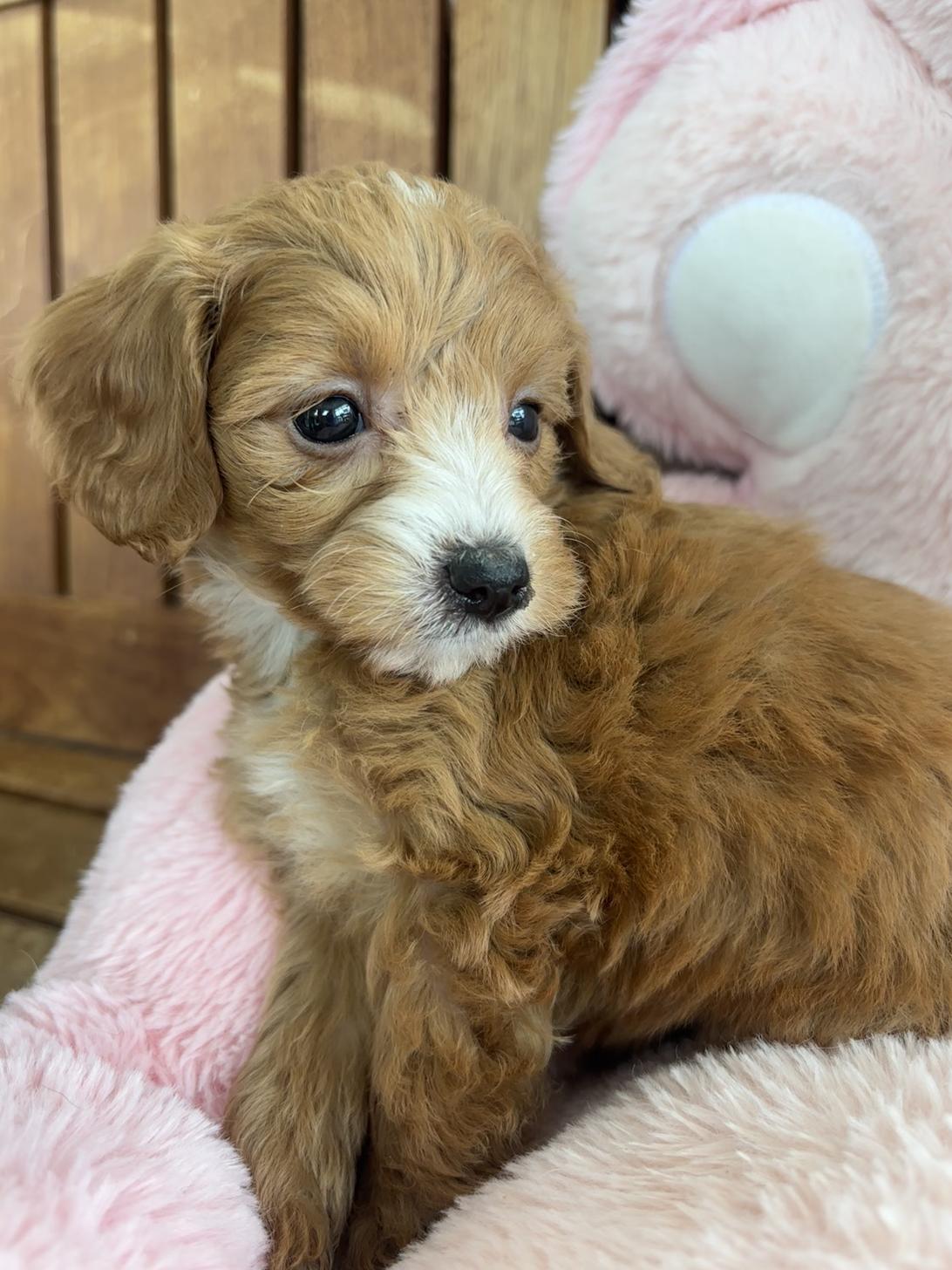 佐賀県のチワプー/プーチー(チワワ×プードル) (スタードッグス新鳥栖店/2026年1月28日生まれ/女の子/レッドホワイト)の子犬の2枚目の画像