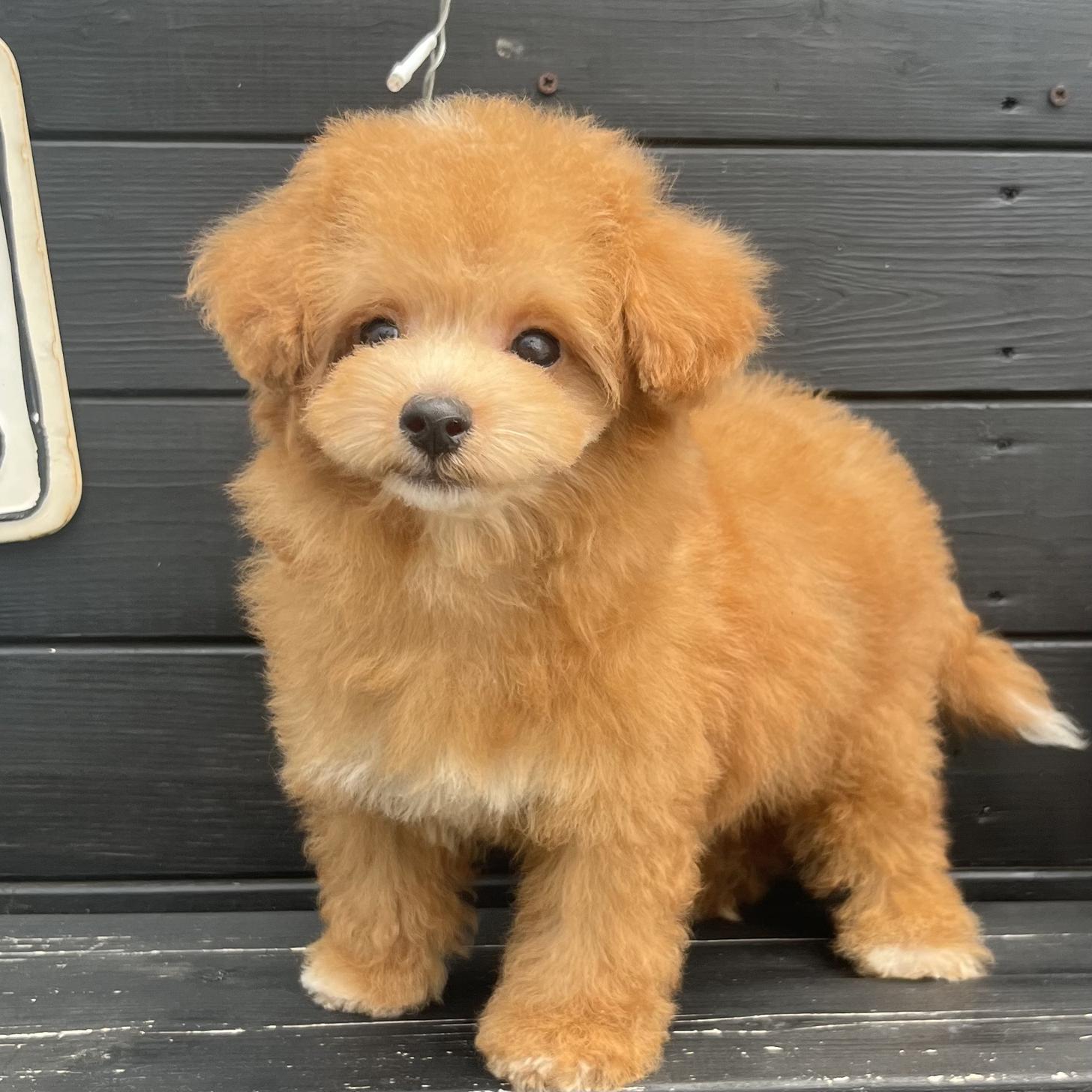 埼玉県のマルプー(マルチーズ×プードル) (ADELE PETS/2025年3月30日生まれ/男の子/レッドホワイト)の子犬の1枚目の画像