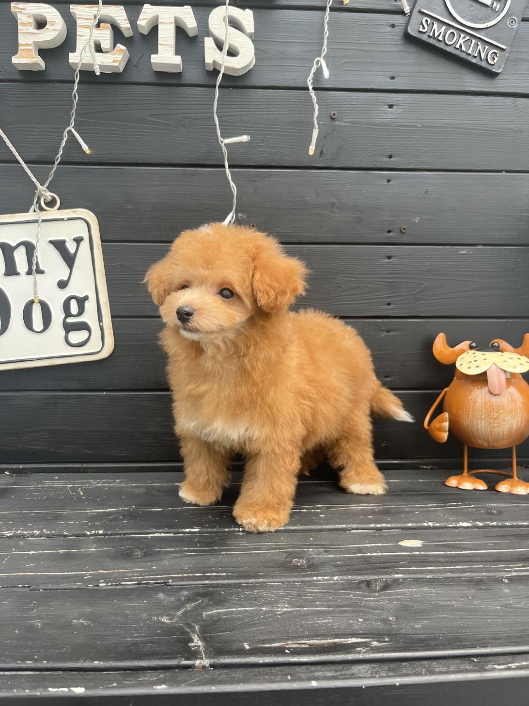 埼玉県のマルプー(マルチーズ×プードル) (ADELE PETS/2025年3月30日生まれ/男の子/レッドホワイト)の子犬の2枚目の画像