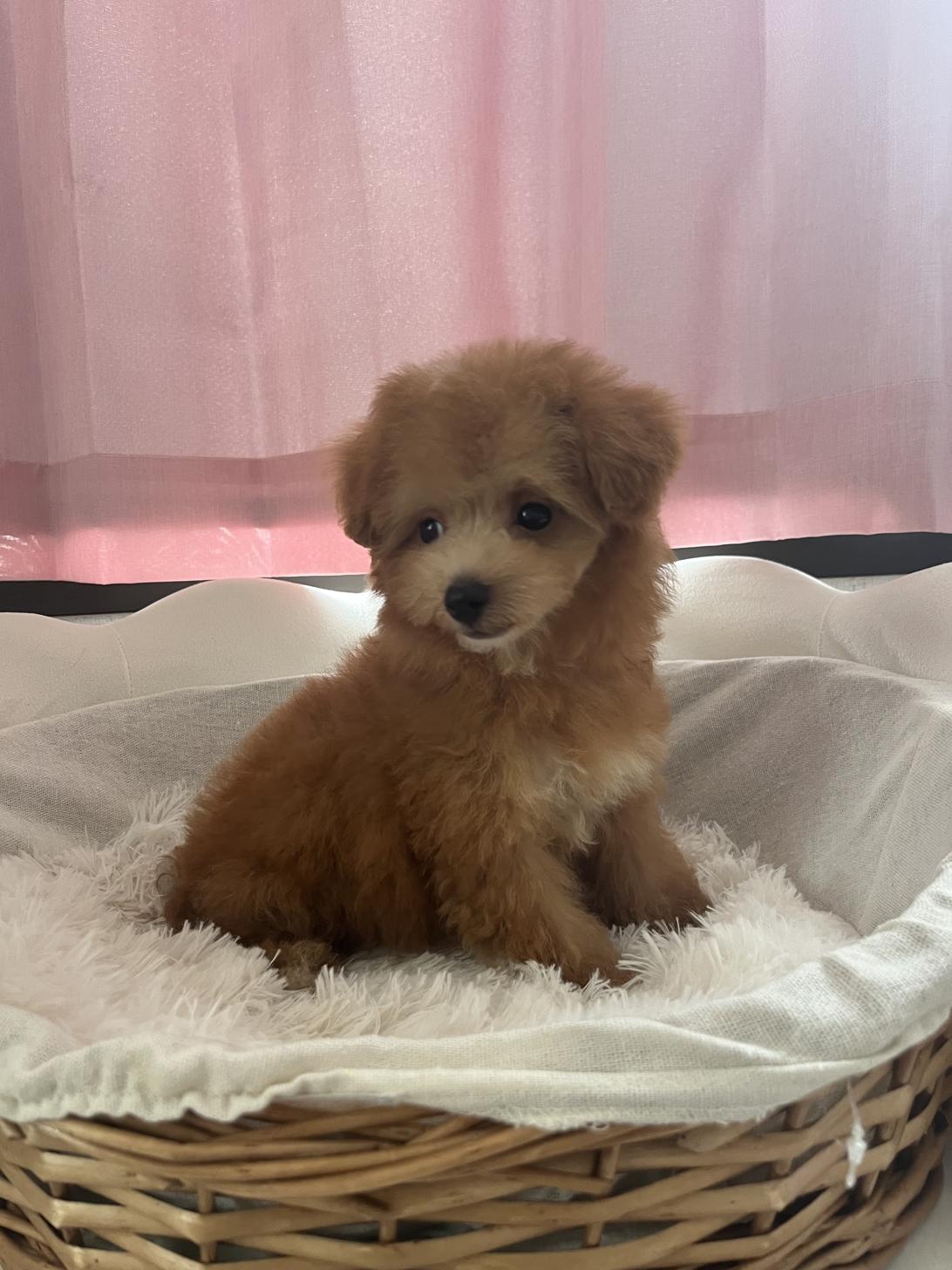 埼玉県のマルプー(マルチーズ×プードル) (ADELE PETS/2025年3月30日生まれ/男の子/レッドホワイト)の子犬の3枚目の画像