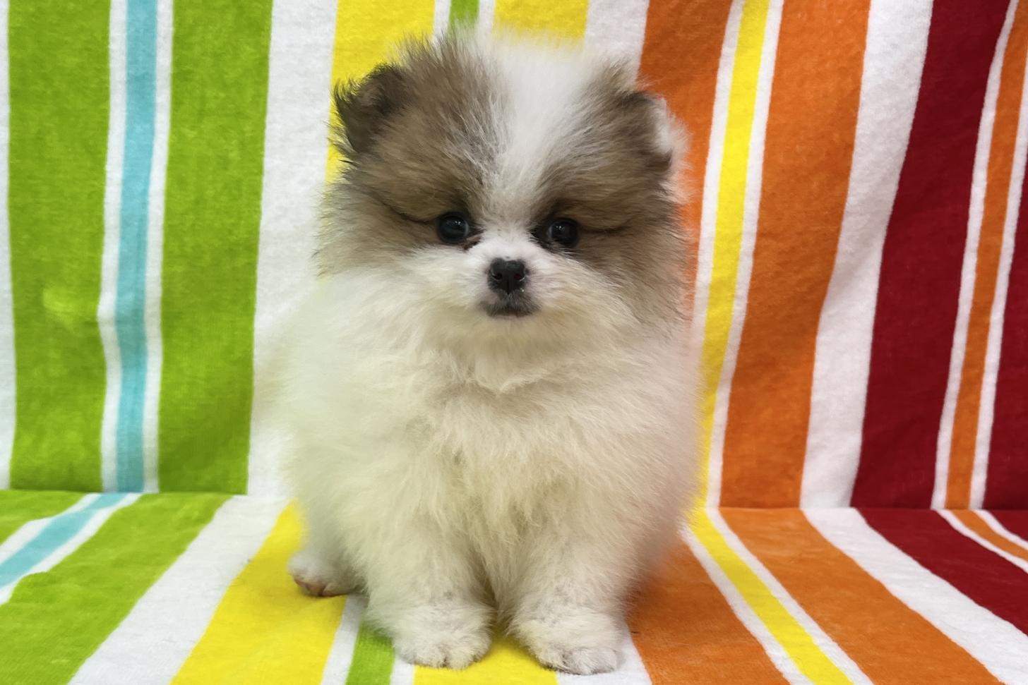 愛知県のポメラニアン (ハピースペット一宮三条アミーゴ店/2026年2月15日生まれ/女の子/パーティーカラー)の子犬の1枚目の画像