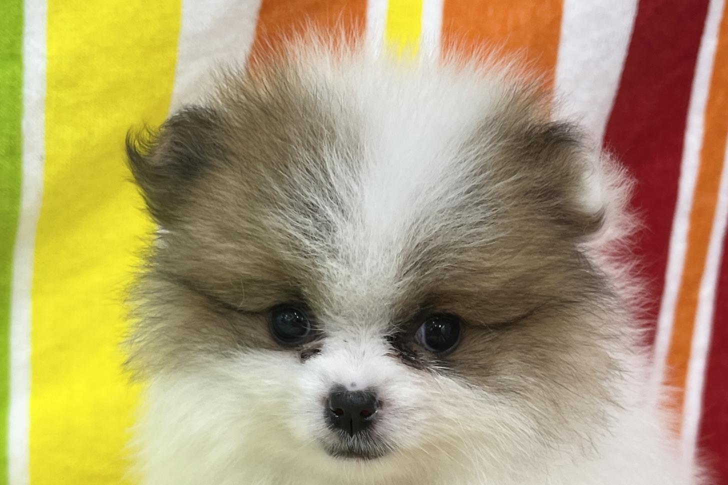 愛知県のポメラニアン (ハピースペット一宮三条アミーゴ店/2026年2月15日生まれ/女の子/パーティーカラー)の子犬の2枚目の画像