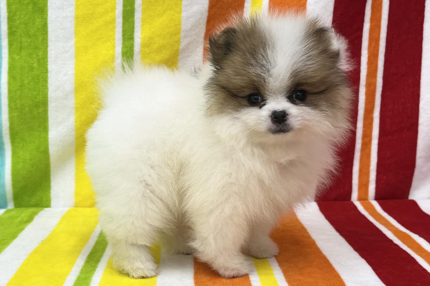 愛知県のポメラニアン (ハピースペット一宮三条アミーゴ店/2026年2月15日生まれ/女の子/パーティーカラー)の子犬の3枚目の画像