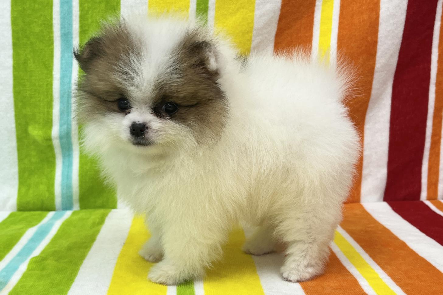 愛知県のポメラニアン (ハピースペット一宮三条アミーゴ店/2026年2月15日生まれ/女の子/パーティーカラー)の子犬の4枚目の画像