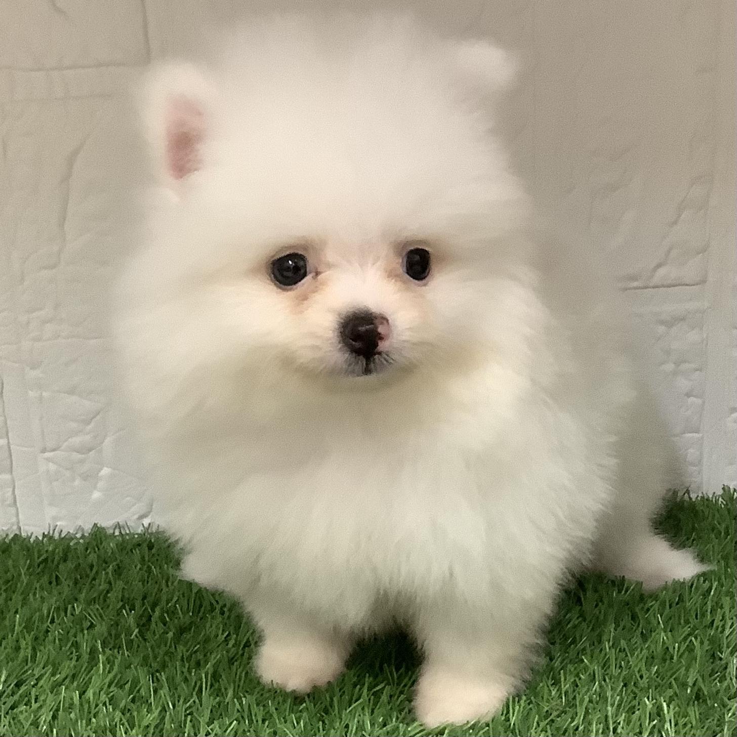 福岡県のポメラニアン (ドッグズホーム旗崎店/2026年7月28日生まれ/女の子/ホワイト)の子犬